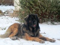 Leonberger