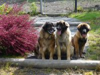 Leonberger