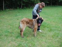 Leonberger