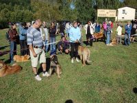 Leonberger