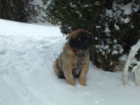 Leonberger