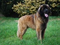 Leonberger