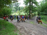 Leonberger