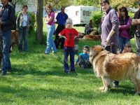 Leonberger