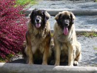 Leonberger