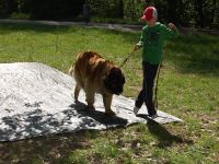 Leonberger