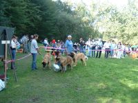 Leonberger