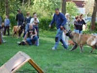 Leonberger