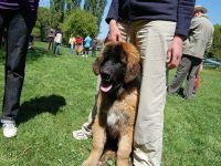 Leonberger