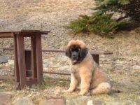 Leonberger