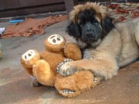 Leonberger