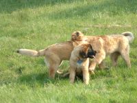 Leonberger