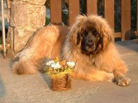 Leonberger