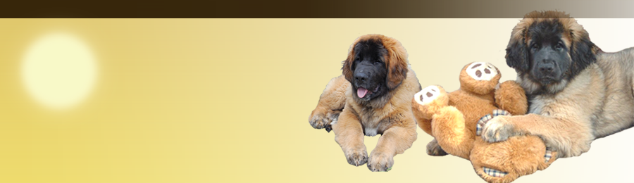 Leonberger