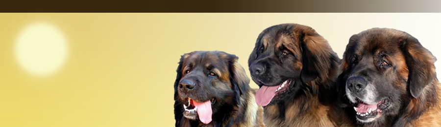 Leonberger