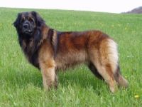 Leonberger