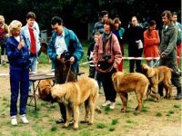 Leonberger