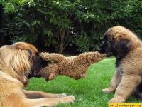 Leonberger