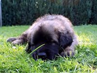 Leonberger