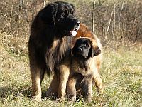 Leonberger