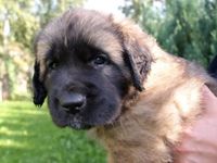 Leonberger