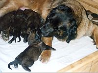 Leonberger