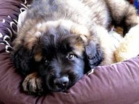 Leonberger