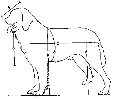 Tělo a kostra leonbergera