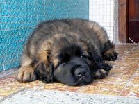 Leonberger