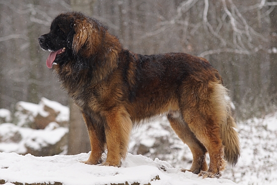 Atuin Nando Budweiser Cavalier