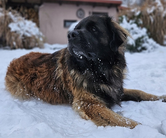 Bastien Dexter Z hostovické tvrze