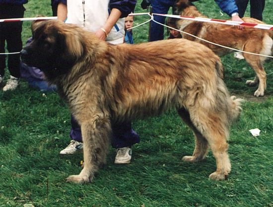 Bert Podřipské podhájí