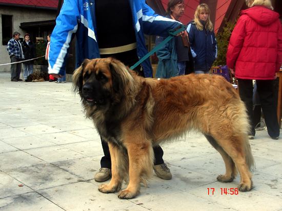 Cid Z Plaského údolí