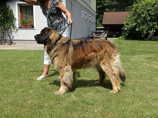 Fatyma vom Zeitschelhof