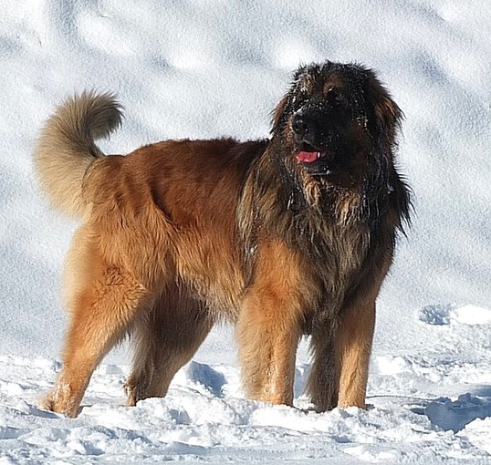 Garfield Leo vom Illertal