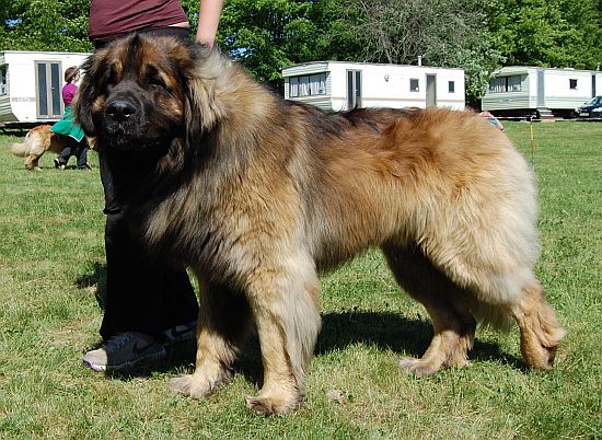 Grizzly Bear Goldenleon